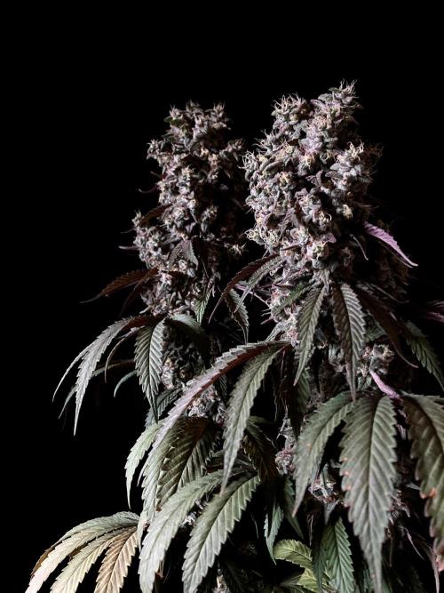 3M 🍏 Green Gelato. Week 17