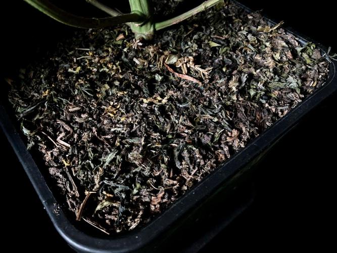 3M 🍏 Green Gelato. Week 17