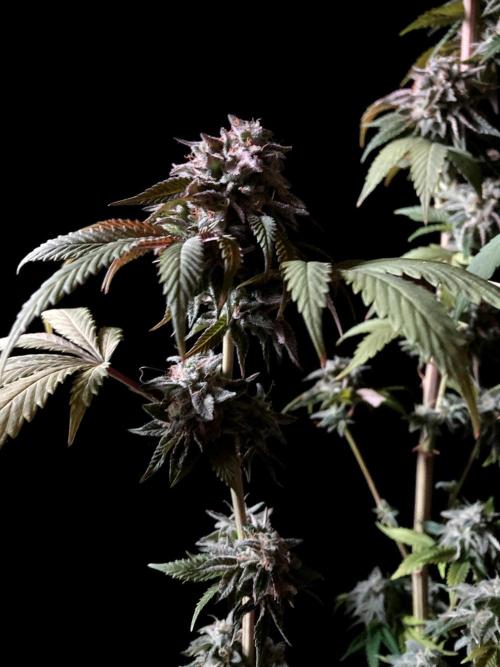 3M 🍏 Green Gelato. Week 17