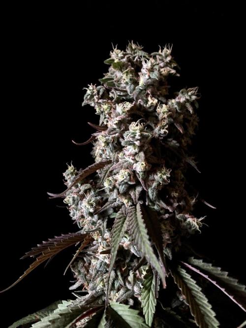 3M 🍏 Green Gelato. Week 17