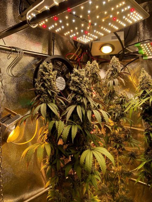 3M 🍏 Green Gelato. Week 17