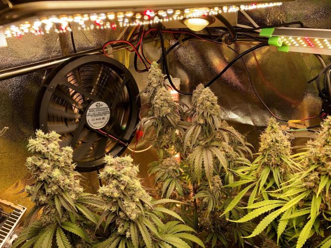 3M 🍏 Green Gelato. Week 17