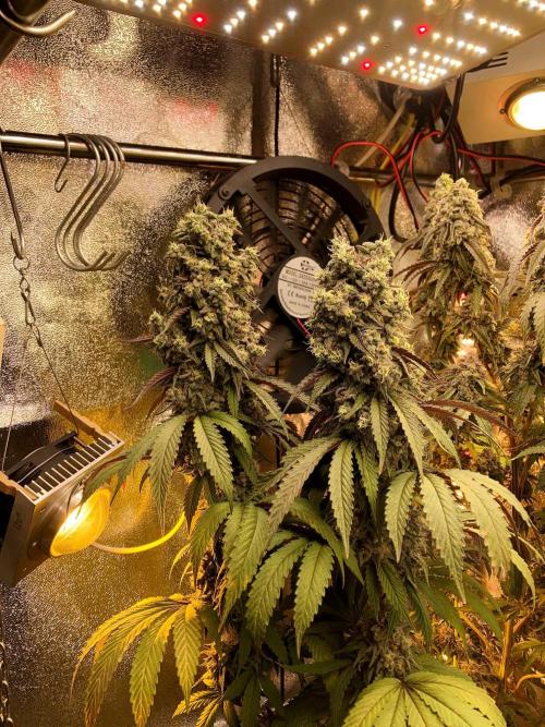 3M 🍏 Green Gelato. Week 17