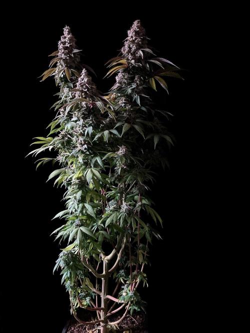 3M ⭕ Panama Red II. Week 17