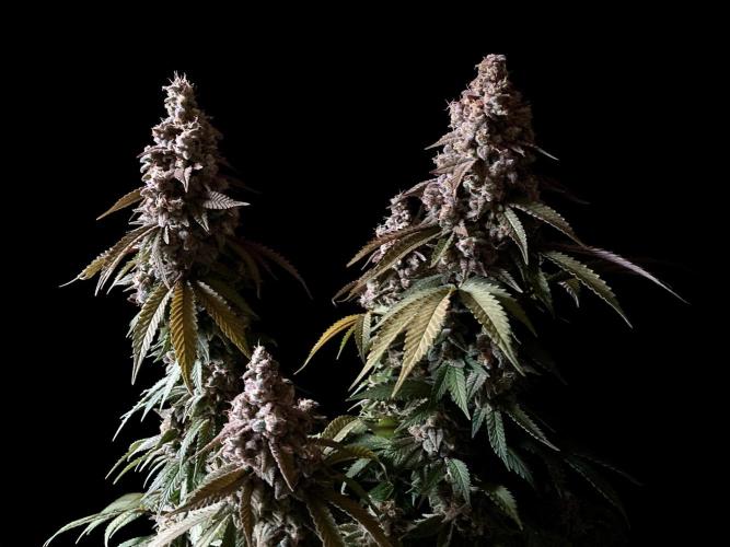 3M ⭕ Panama Red II. Week 17