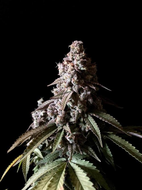 3M ⭕ Panama Red II. Week 17