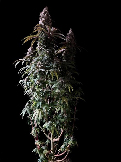 3M ⭕ Panama Red II. Week 17