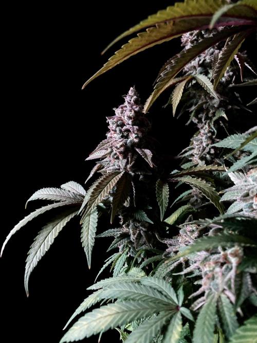 3M ⭕ Panama Red II. Week 17