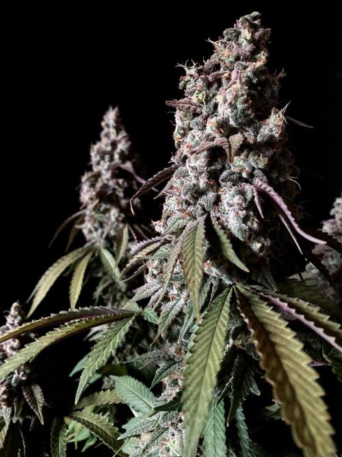 3M ⭕ Panama Red II. Week 17