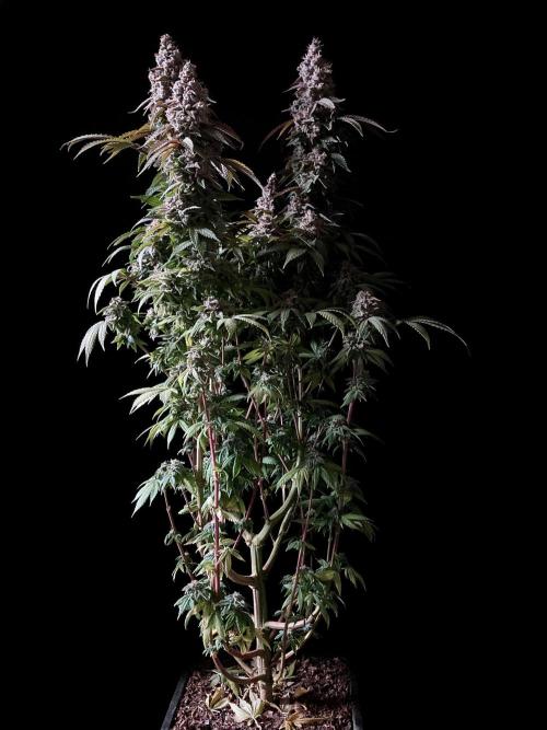 3M ⭕ Panama Red II. Week 17