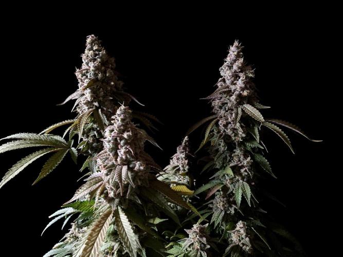 3M ⭕ Panama Red II. Week 17