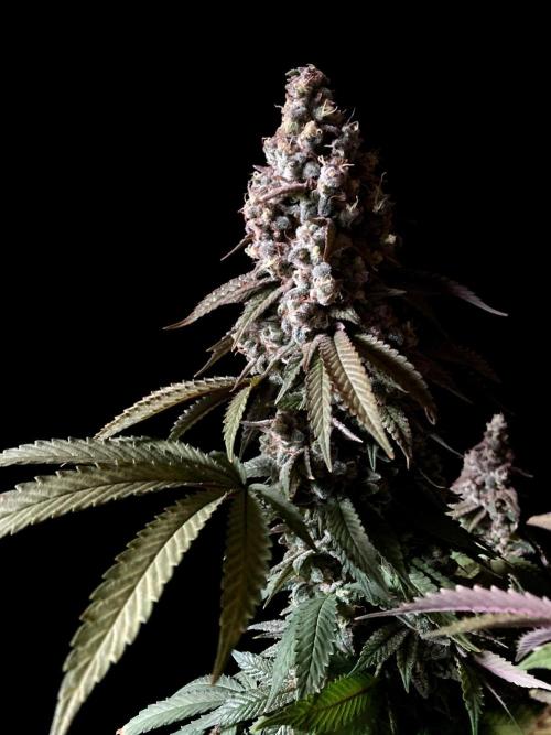 3M ⭕ Panama Red II. Week 17