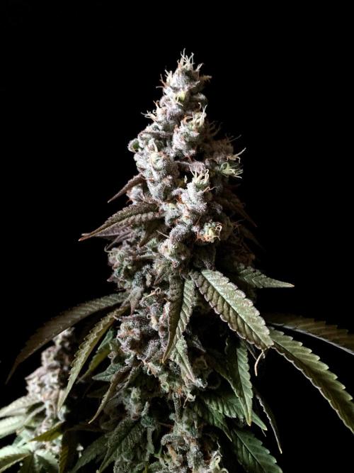 3M ⭕ Panama Red II. Week 17