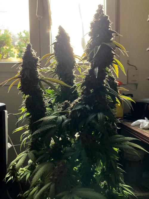 3M ⭕ Panama Red II. Week 17