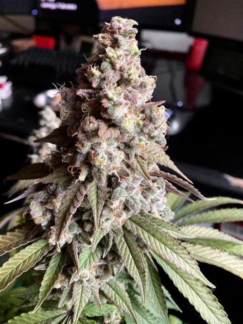 3M ⭕ Panama Red II. Week 17