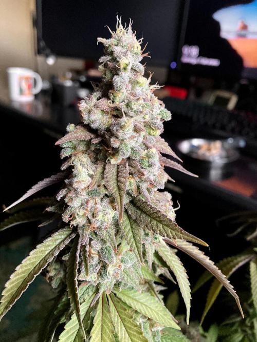 3M ⭕ Panama Red II. Week 17