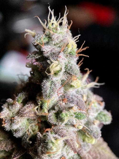 3M ⭕ Panama Red II. Week 17