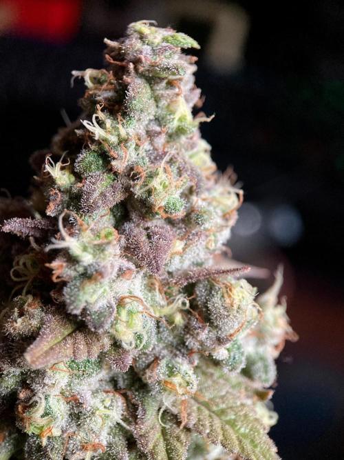 3M ⭕ Panama Red II. Week 17