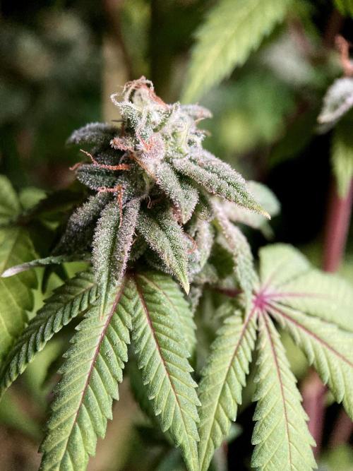 3M ⭕ Panama Red II. Week 17