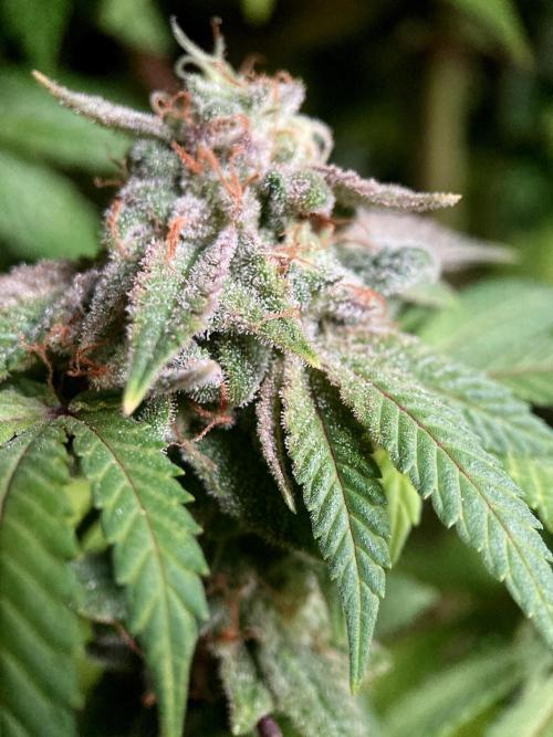 3M ⭕ Panama Red II. Week 17