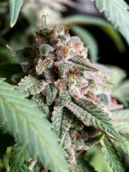 3M ⭕ Panama Red II. Week 17