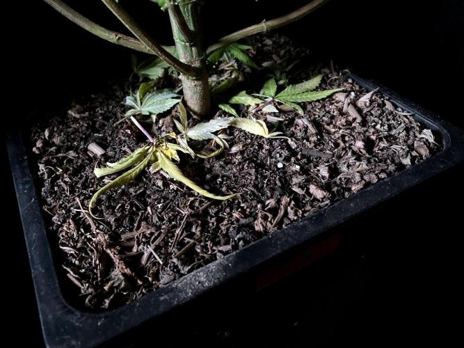 3M ⭕ Panama Red II. Week 17