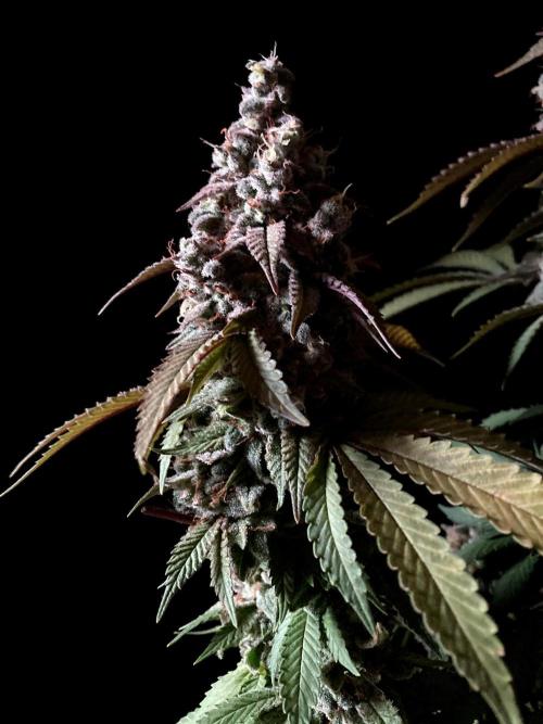 3M ⭕ Panama Red II. Week 17