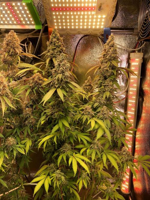 3M ⭕ Panama Red II. Week 17