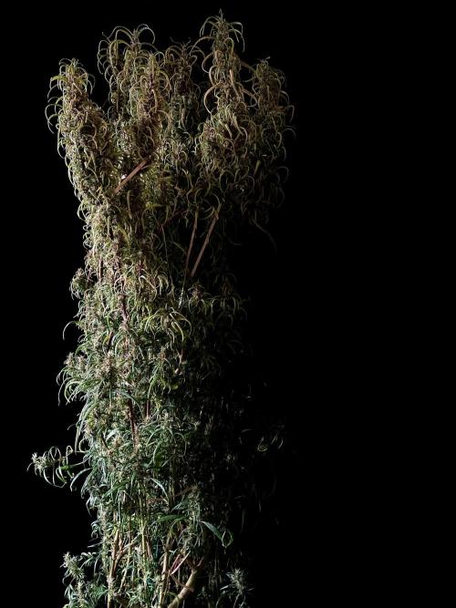 3M 🐵 Congo & x. Week 17