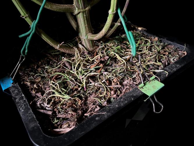 3M 🐵 Congo & x. Week 17