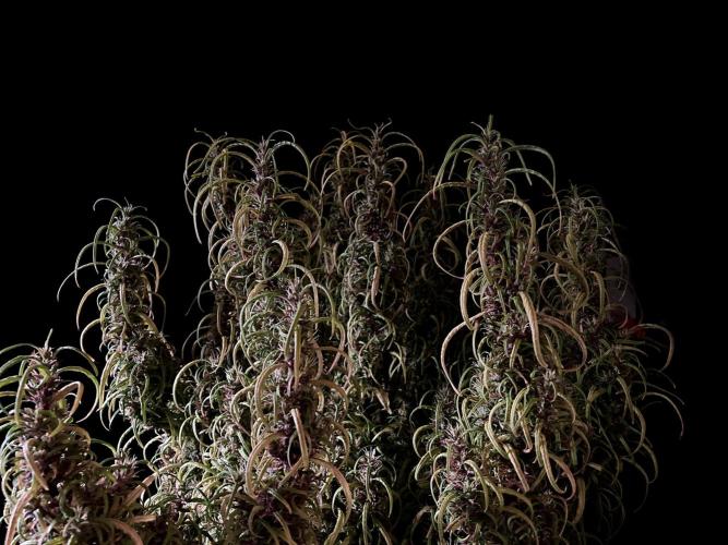 3M 🐵 Congo & x. Week 17