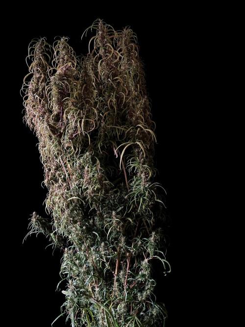 3M 🐵 Congo & x. Week 17