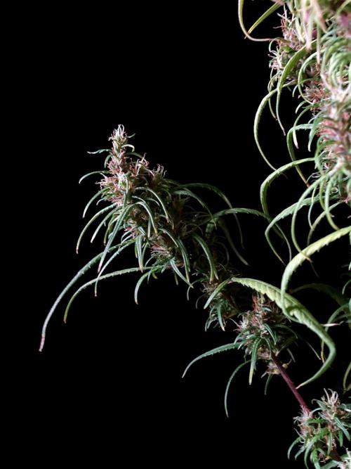 3M 🐵 Congo & x. Week 17