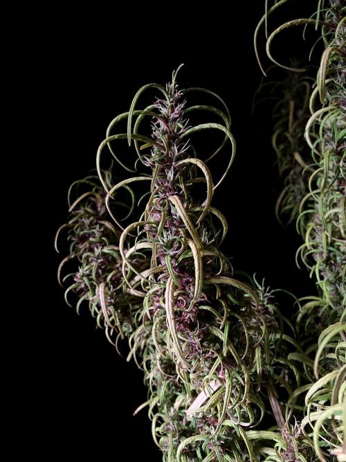 3M 🐵 Congo & x. Week 17