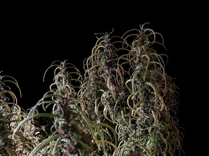 3M 🐵 Congo & x. Week 17