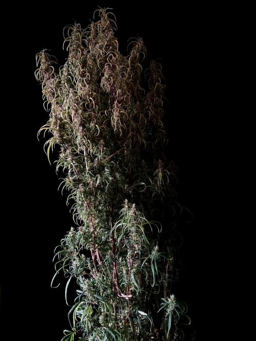 3M 🐵 Congo & x. Week 17