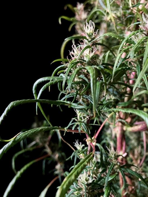 3M 🐵 Congo & x. Week 17