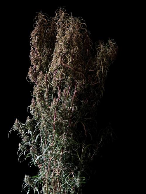 3M 🐵 Congo & x. Week 17