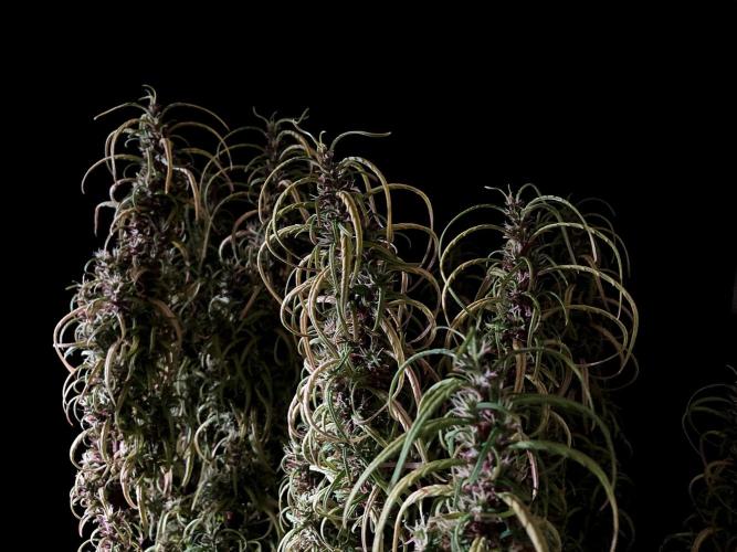 3M 🐵 Congo & x. Week 17