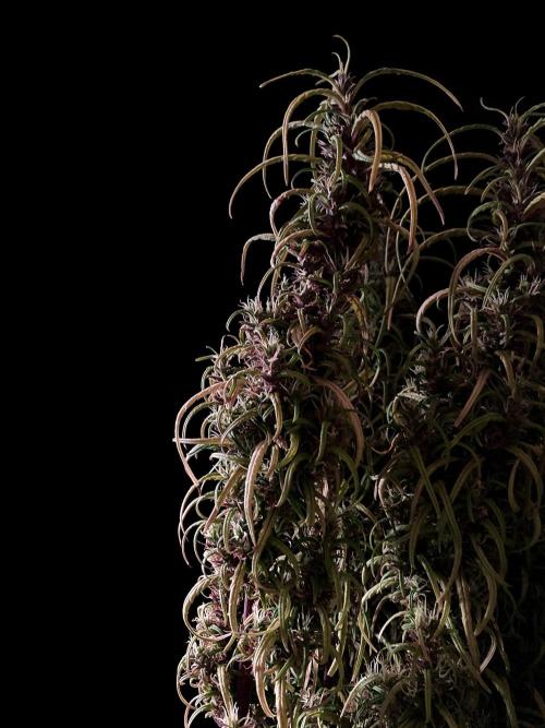 3M 🐵 Congo & x. Week 17