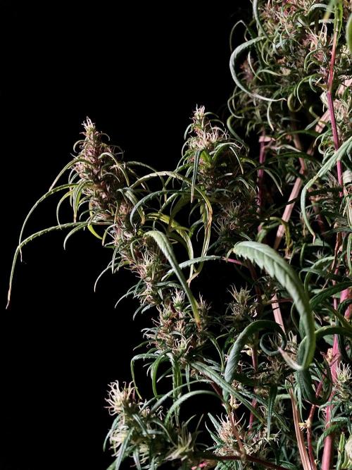 3M 🐵 Congo & x. Week 17