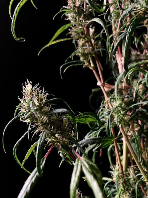 3M 🐵 Congo & x. Week 17