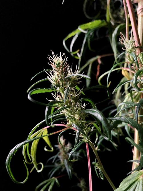 3M 🐵 Congo & x. Week 17