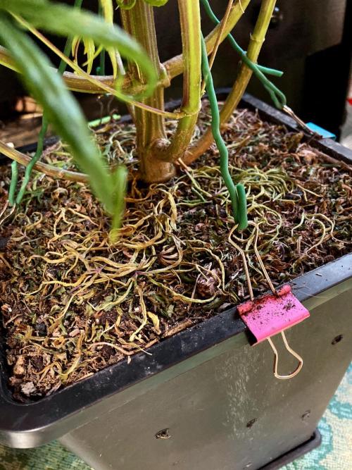 3M 🐵 Congo & x. Week 17