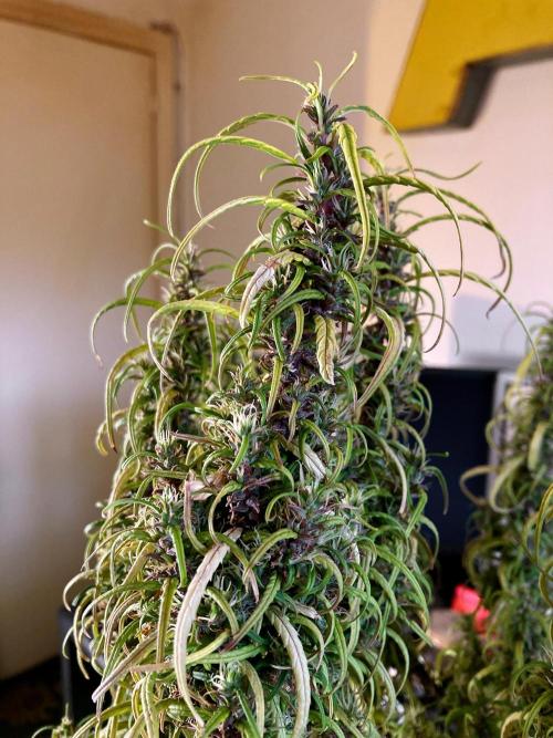 3M 🐵 Congo & x. Week 17