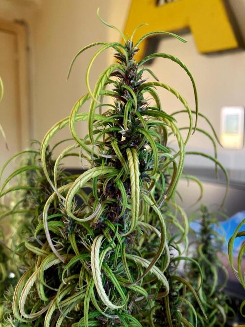 3M 🐵 Congo & x. Week 17