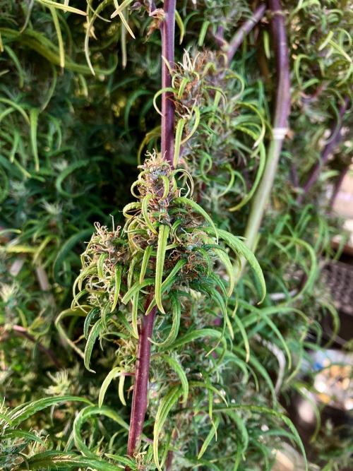 3M 🐵 Congo & x. Week 17