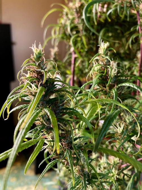 3M 🐵 Congo & x. Week 17