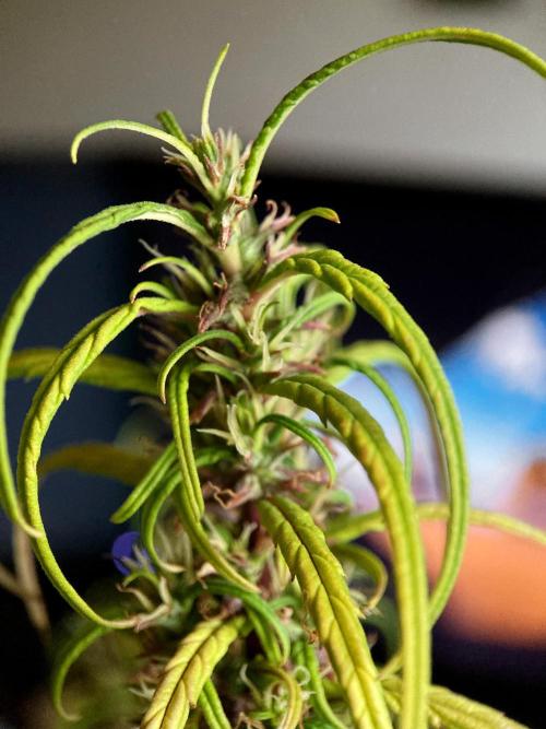 3M 🐵 Congo & x. Week 17