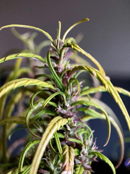 3M 🐵 Congo & x. Week 17